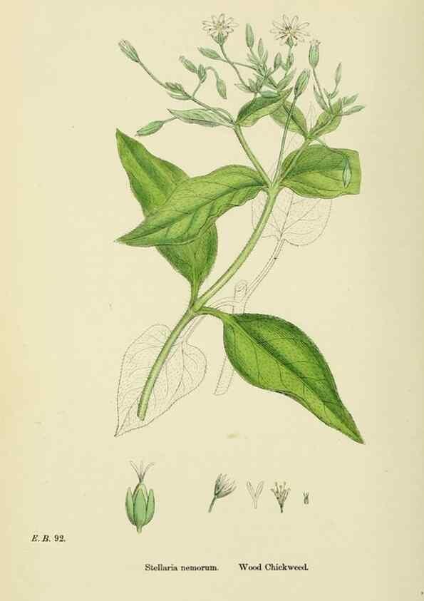 Reproducción/Reproduction 48754896028: English botany, or, Coloured figures of British plants /. London :R. Hardwicke,1863-1886.. 