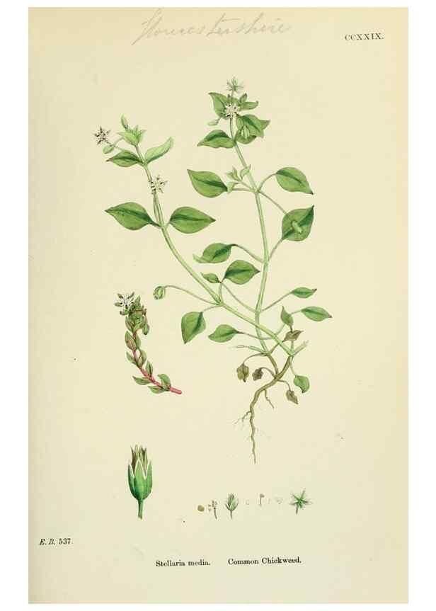 Reproducción/Reproduction 48754896303: English botany, or, Coloured figures of British plants /. London :R. Hardwicke,1863-1886.. 