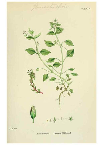 Reproducción/Reproduction 48754896303: English botany, or, Coloured figures of British plants /. London :R. Hardwicke,1863-1886.. 