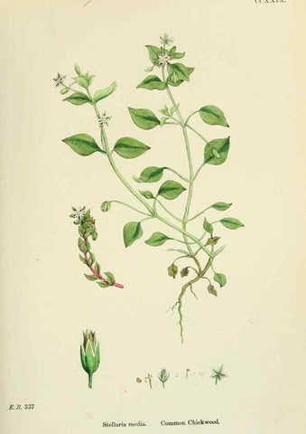 Reproducción/Reproduction 48754896303: English botany, or, Coloured figures of British plants /. London :R. Hardwicke,1863-1886.. 