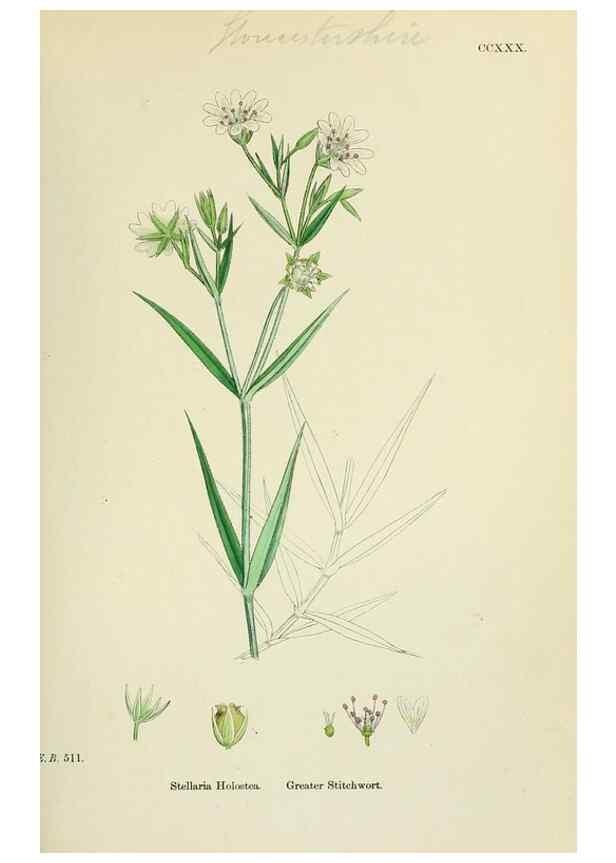 Reproducción/Reproduction 48755218081: English botany, or, Coloured figures of British plants /. London :R. Hardwicke,1863-1886.. 