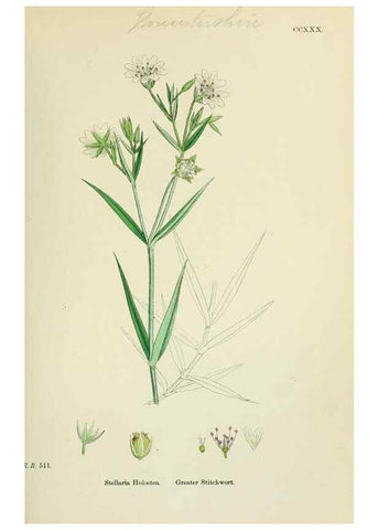 Reproducción/Reproduction 48755218081: English botany, or, Coloured figures of British plants /. London :R. Hardwicke,1863-1886.. 