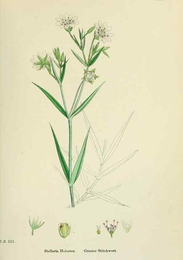 Reproducción/Reproduction 48755218081: English botany, or, Coloured figures of British plants /. London :R. Hardwicke,1863-1886.. 