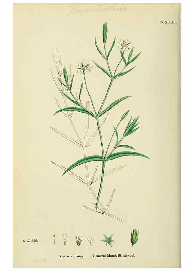 Reproducción/Reproduction 48754896938: English botany, or, Coloured figures of British plants /. London :R. Hardwicke,1863-1886.. 