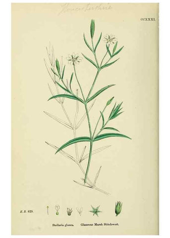 Reproducción/Reproduction 48754896938: English botany, or, Coloured figures of British plants /. London :R. Hardwicke,1863-1886.. 