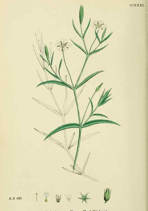 Reproducción/Reproduction 48754896938: English botany, or, Coloured figures of British plants /. London :R. Hardwicke,1863-1886.. 