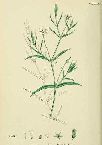 Reproducción/Reproduction 48754896938: English botany, or, Coloured figures of British plants /. London :R. Hardwicke,1863-1886.. 