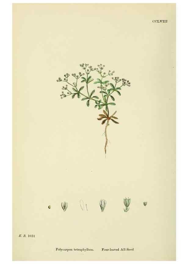 Reproducción/Reproduction 48754917488: English botany, or, Coloured figures of British plants /. London :R. Hardwicke,1863-1886.. 