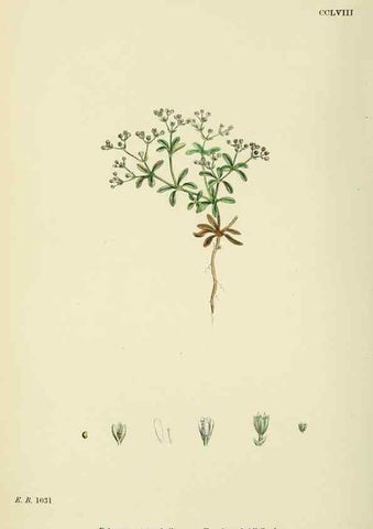 Reproducción/Reproduction 48754917488: English botany, or, Coloured figures of British plants /. London :R. Hardwicke,1863-1886.. 