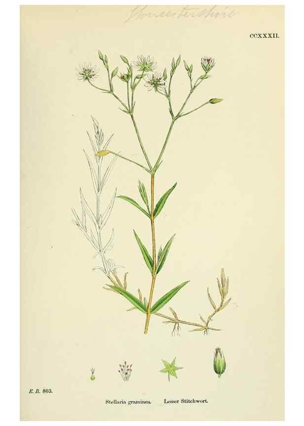 Reproducción/Reproduction 48755218581: English botany, or, Coloured figures of British plants /. London :R. Hardwicke,1863-1886.. 