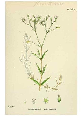 Reproducción/Reproduction 48755218581: English botany, or, Coloured figures of British plants /. London :R. Hardwicke,1863-1886.. 