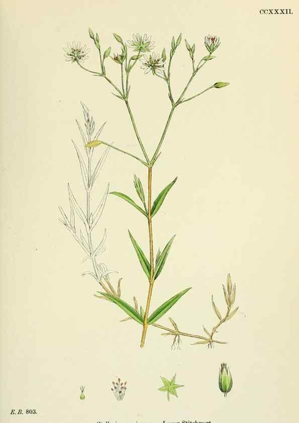 Reproducción/Reproduction 48755218581: English botany, or, Coloured figures of British plants /. London :R. Hardwicke,1863-1886.. 