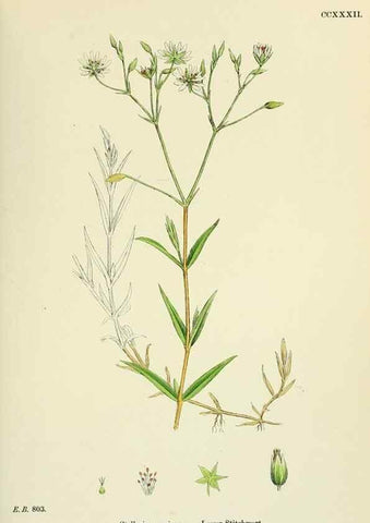 Reproducción/Reproduction 48755218581: English botany, or, Coloured figures of British plants /. London :R. Hardwicke,1863-1886.. 