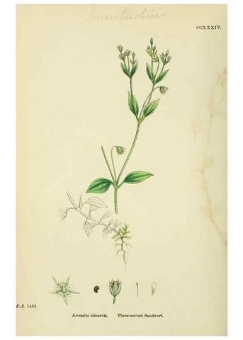 Reproducción/Reproduction 48754909693: English botany, or, Coloured figures of British plants /. London :R. Hardwicke,1863-1886.. 