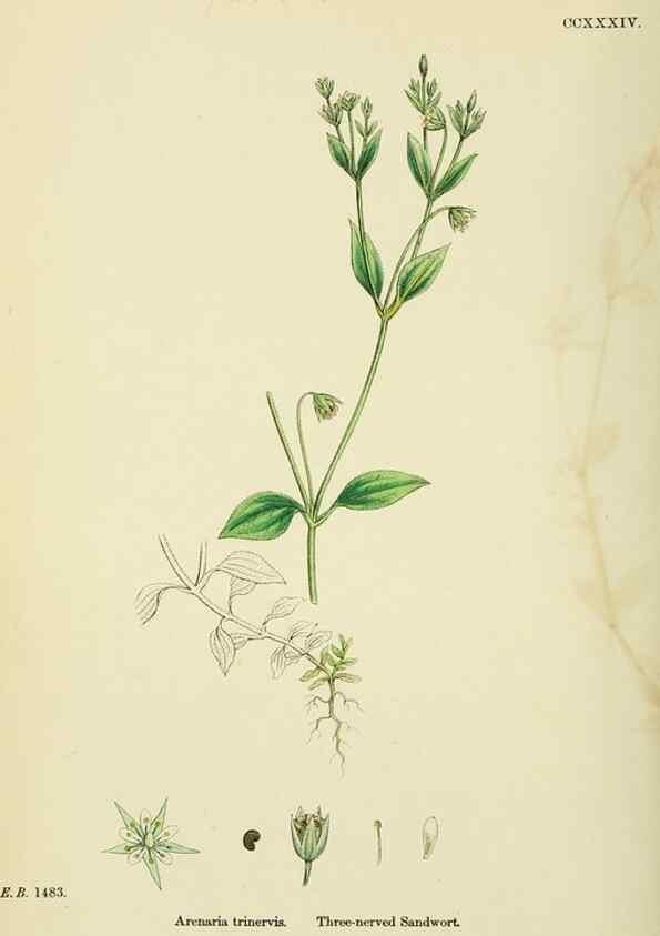 Reproducción/Reproduction 48754909693: English botany, or, Coloured figures of British plants /. London :R. Hardwicke,1863-1886.. 