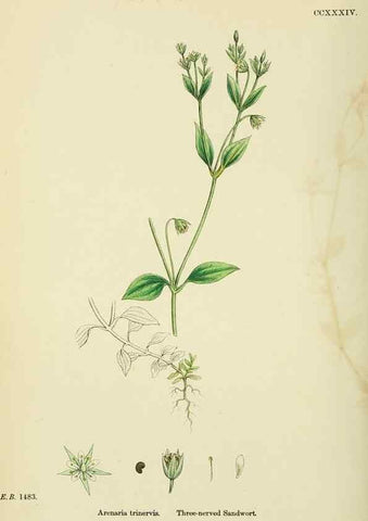 Reproducción/Reproduction 48754909693: English botany, or, Coloured figures of British plants /. London :R. Hardwicke,1863-1886.. 