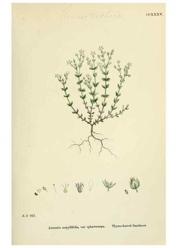 Reproducción/Reproduction 48754909968: English botany, or, Coloured figures of British plants /. London :R. Hardwicke,1863-1886.. 