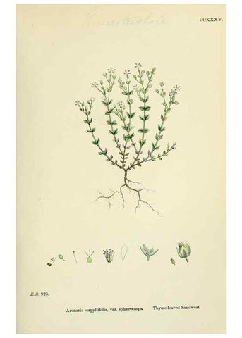Reproducción/Reproduction 48754909968: English botany, or, Coloured figures of British plants /. London :R. Hardwicke,1863-1886.. 