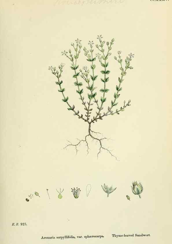 Reproducción/Reproduction 48754909968: English botany, or, Coloured figures of British plants /. London :R. Hardwicke,1863-1886.. 