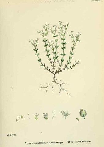 Reproducción/Reproduction 48754909968: English botany, or, Coloured figures of British plants /. London :R. Hardwicke,1863-1886.. 