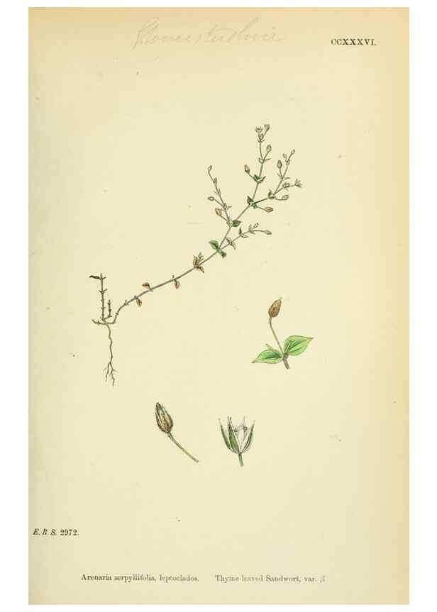 Reproducción/Reproduction 48754910268: English botany, or, Coloured figures of British plants /. London :R. Hardwicke,1863-1886.. 