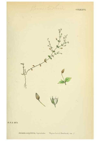 Reproducción/Reproduction 48754910268: English botany, or, Coloured figures of British plants /. London :R. Hardwicke,1863-1886.. 