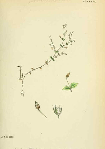 Reproducción/Reproduction 48754910268: English botany, or, Coloured figures of British plants /. London :R. Hardwicke,1863-1886.. 