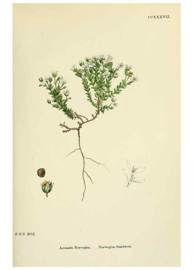 Reproducción/Reproduction 48755426142: English botany, or, Coloured figures of British plants /. London :R. Hardwicke,1863-1886.. 