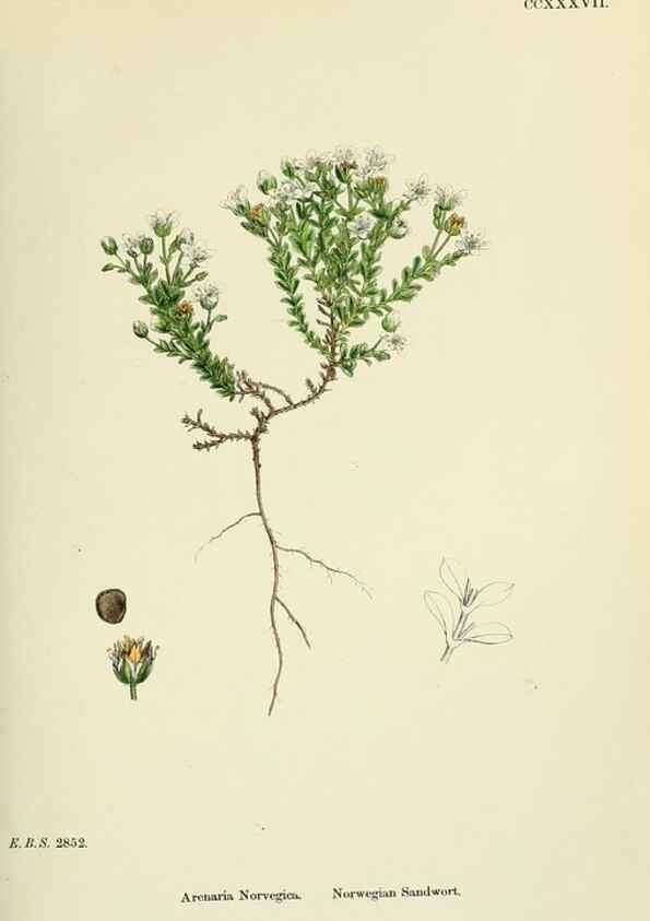 Reproducción/Reproduction 48755426142: English botany, or, Coloured figures of British plants /. London :R. Hardwicke,1863-1886.. 