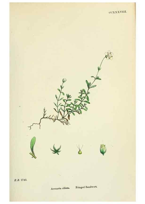 Reproducción/Reproduction 48755231601: English botany, or, Coloured figures of British plants /. London :R. Hardwicke,1863-1886.. 