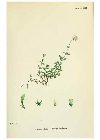 Reproducción/Reproduction 48755231601: English botany, or, Coloured figures of British plants /. London :R. Hardwicke,1863-1886.. 