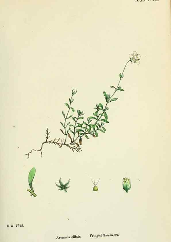 Reproducción/Reproduction 48755231601: English botany, or, Coloured figures of British plants /. London :R. Hardwicke,1863-1886.. 