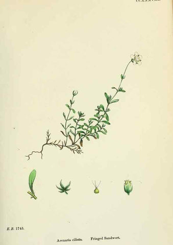 Reproducción/Reproduction 48755231601: English botany, or, Coloured figures of British plants /. London :R. Hardwicke,1863-1886.. 