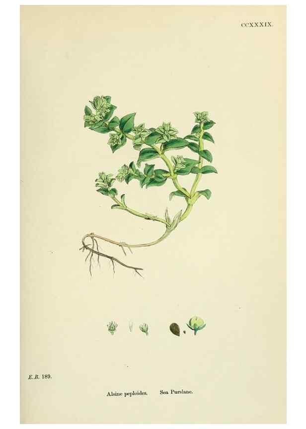 Reproducción/Reproduction 48755426707: English botany, or, Coloured figures of British plants /. London :R. Hardwicke,1863-1886.. 