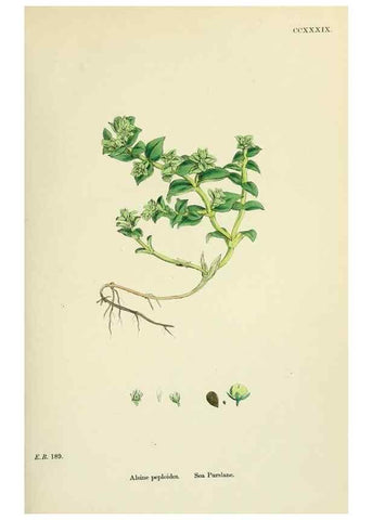 Reproducción/Reproduction 48755426707: English botany, or, Coloured figures of British plants /. London :R. Hardwicke,1863-1886.. 