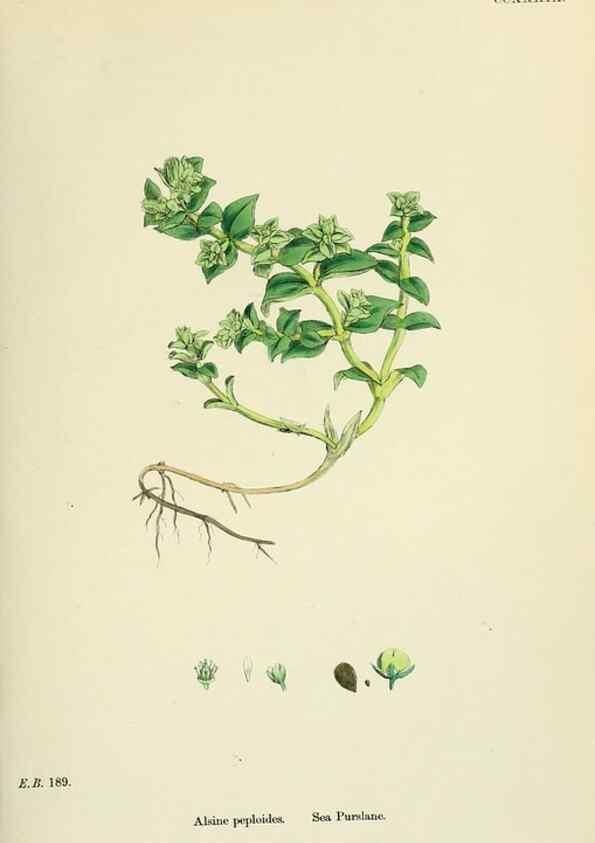 Reproducción/Reproduction 48755426707: English botany, or, Coloured figures of British plants /. London :R. Hardwicke,1863-1886.. 