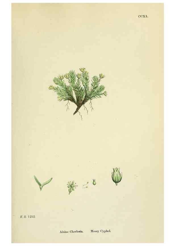 Reproducción/Reproduction 48755426997: English botany, or, Coloured figures of British plants /. London :R. Hardwicke,1863-1886.. 