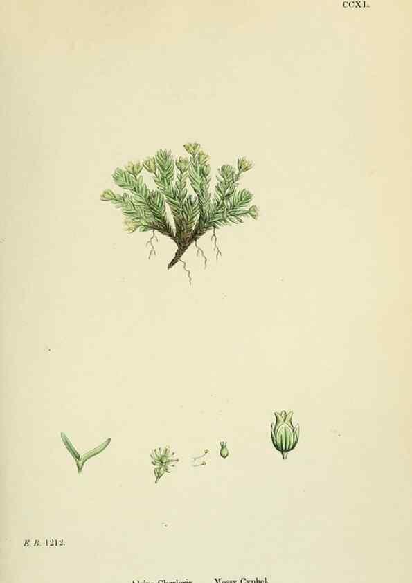 Reproducción/Reproduction 48755426997: English botany, or, Coloured figures of British plants /. London :R. Hardwicke,1863-1886.. 