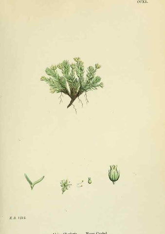 Reproducción/Reproduction 48755426997: English botany, or, Coloured figures of British plants /. London :R. Hardwicke,1863-1886.. 