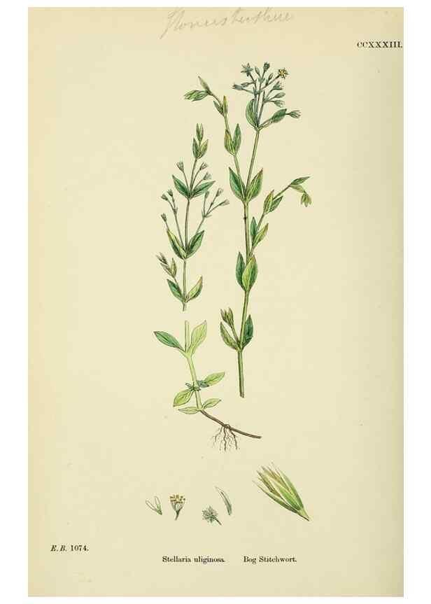 Reproducción/Reproduction 48755425122: English botany, or, Coloured figures of British plants /. London :R. Hardwicke,1863-1886.. 