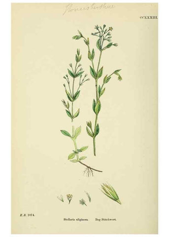 Reproducción/Reproduction 48755425122: English botany, or, Coloured figures of British plants /. London :R. Hardwicke,1863-1886.. 