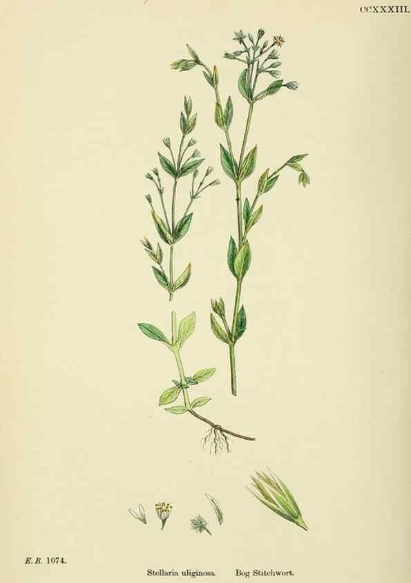 Reproducción/Reproduction 48755425122: English botany, or, Coloured figures of British plants /. London :R. Hardwicke,1863-1886.. 