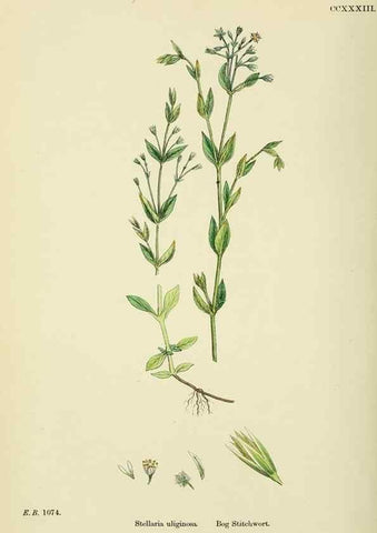 Reproducción/Reproduction 48755425122: English botany, or, Coloured figures of British plants /. London :R. Hardwicke,1863-1886.. 
