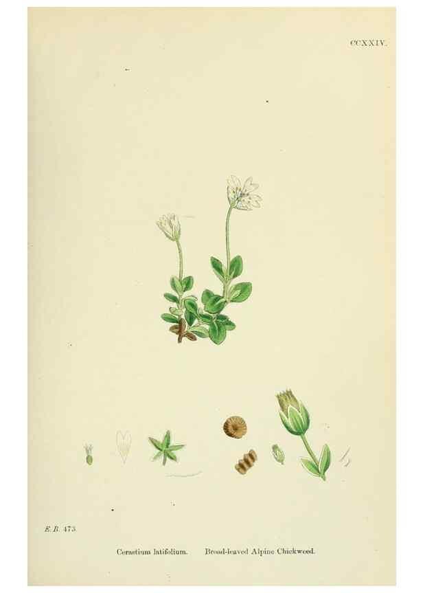 Reproducción/Reproduction 48755216111: English botany, or, Coloured figures of British plants /. London :R. Hardwicke,1863-1886.. 