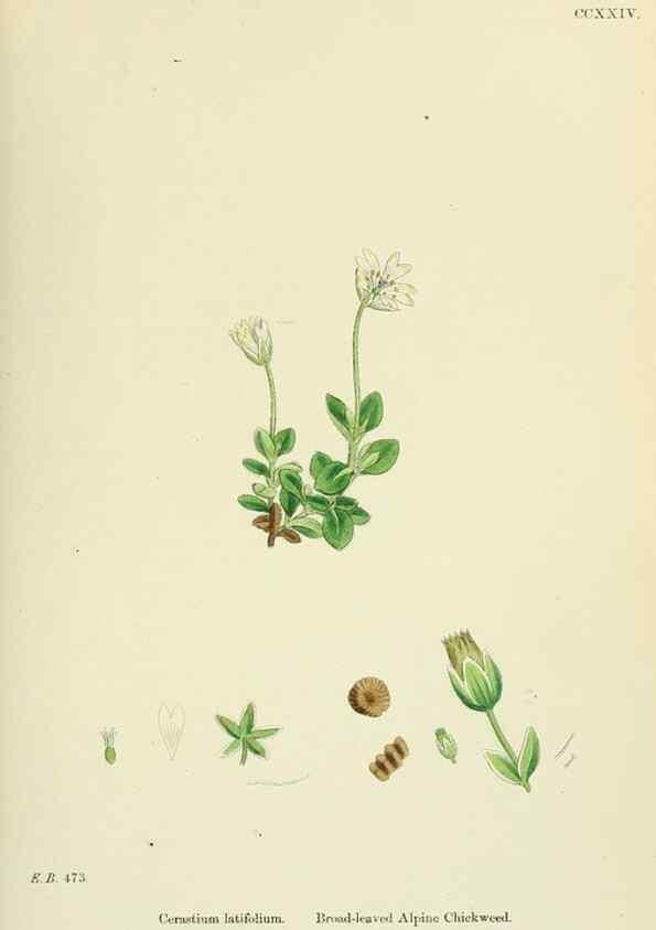 Reproducción/Reproduction 48755216111: English botany, or, Coloured figures of British plants /. London :R. Hardwicke,1863-1886.. 