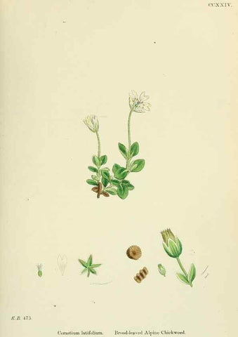 Reproducción/Reproduction 48755216111: English botany, or, Coloured figures of British plants /. London :R. Hardwicke,1863-1886.. 