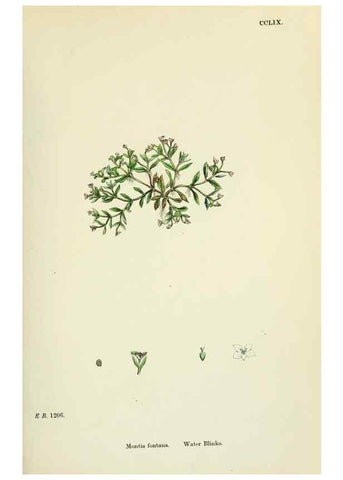 Reproducción/Reproduction 48755238751: English botany, or, Coloured figures of British plants /. London :R. Hardwicke,1863-1886.. 