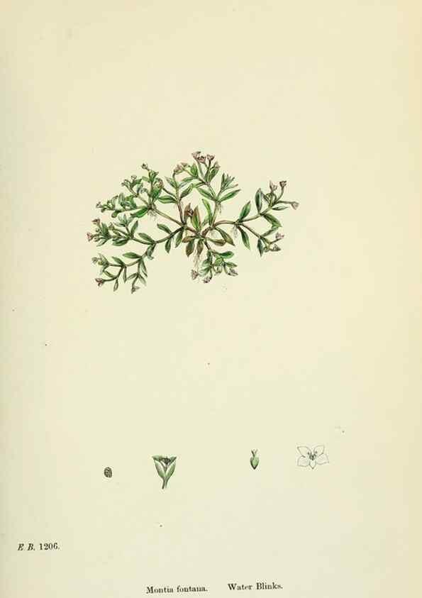 Reproducción/Reproduction 48755238751: English botany, or, Coloured figures of British plants /. London :R. Hardwicke,1863-1886.. 