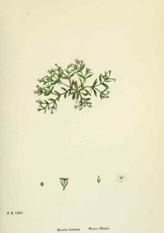 Reproducción/Reproduction 48755238751: English botany, or, Coloured figures of British plants /. London :R. Hardwicke,1863-1886.. 