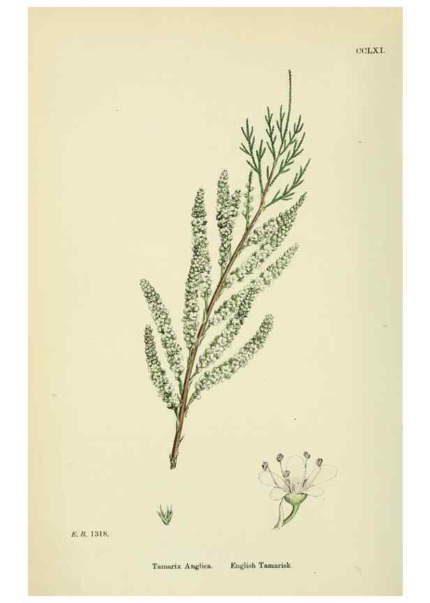 Reproducción/Reproduction 48755254601: English botany, or, Coloured figures of British plants /. London :R. Hardwicke,1863-1886.. 